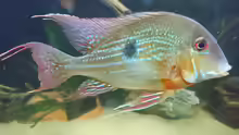 Geophagus brachybranchus