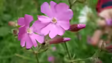 Geranium macrorrhizum