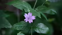 Geranium nodosum