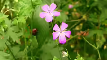 Geranium palustre