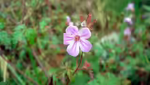 Geranium robertianum