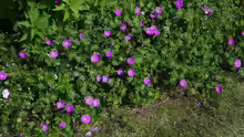 Geranium sanguineum
