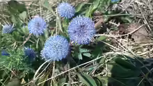 Globularia punctata