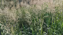 Glyceria maxima