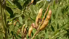 Glycyrrhiza glabra