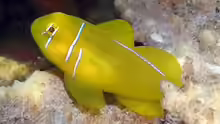 Gobiodon citrinus