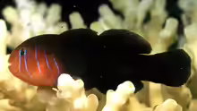 Gobiodon quinquestrigatus