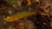 Gobius auratus
