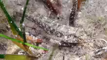 Gobius couchi