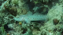 Gobius fallax