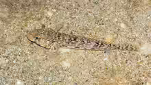 Gobius geniporus