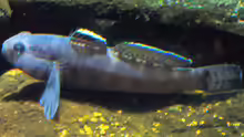 Gobius paganellus