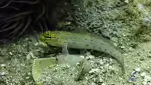 Gobius xanthocephalus