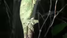 Gonocephalus kuhlii