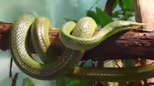 Gonyosoma boulengeri