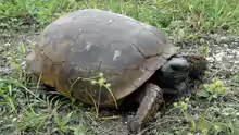 Gopherus polyphemus