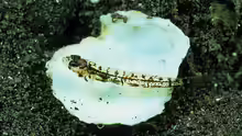 Grallenia lipi
