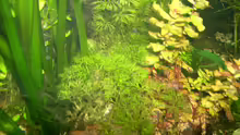 Cabomba caroliniana