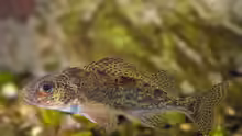 Gymnocephalus cernua