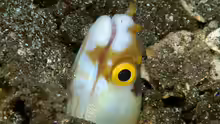 Gymnothorax albimarginatus