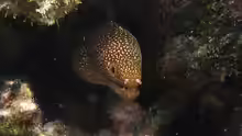 Gymnothorax eurostus
