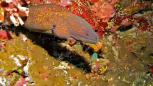 Gymnothorax flavimarginatus