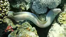 Gymnothorax griseus