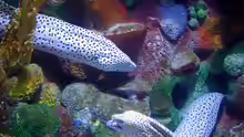 Gymnothorax isingteena