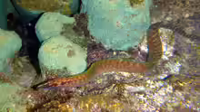 Gymnothorax margaritophorus