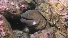 Gymnothorax mordax