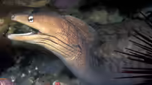Gymnothorax nubilus