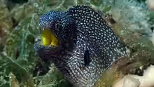 Gymnothorax nudivomer