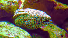Gymnothorax reticularis
