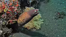 Gymnothorax thyrsoideus