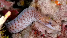 Gymnothorax zonipectis
