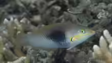 Halichoeres chloropterus