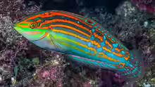 Halichoeres cosmetus