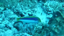 Halichoeres cyanocephalus