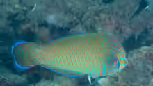 Halichoeres leucurus