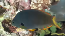 Halichoeres melanochir