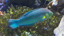 Halichoeres melanurus