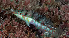 Halichoeres nebulosus