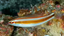 Halichoeres pelicieri