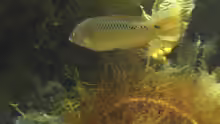 Halichoeres semicinctus