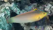 Halichoeres solorensis