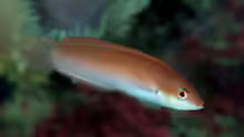 Halichoeres tenuispinis