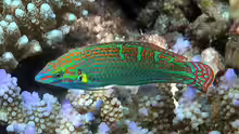 Halichoeres vrolikii