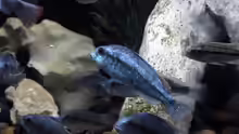 Haplochromis degeni