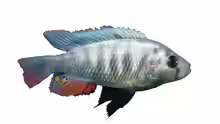 Haplochromis pundamilia