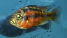 Haplochromis sauvagei